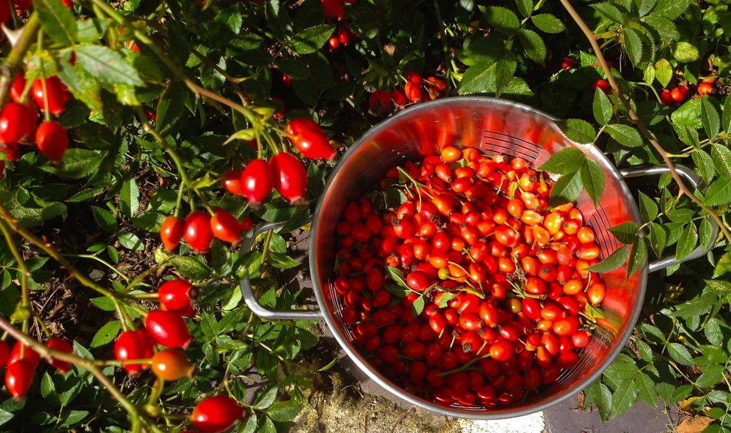 Rosehip Soup | TotallySwedish